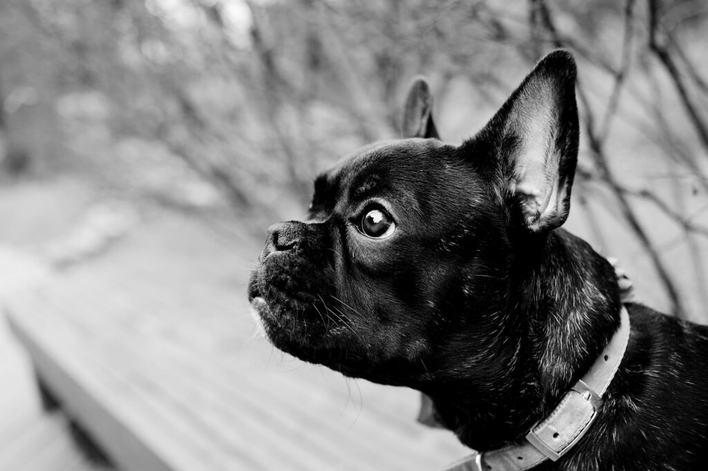 dog, canine, pet, animal, doggy, nature, mammal, french bulldog, profile, black and white, gray dog, gray animals, gray pets