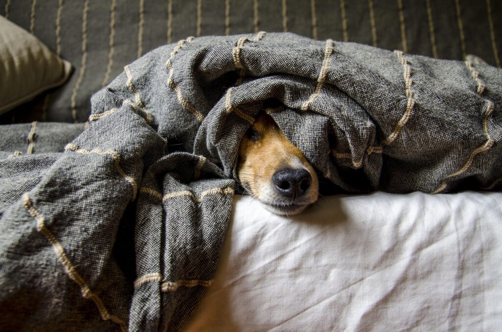 dogs, nature, animals, animal, pet, dog, pets, mammals